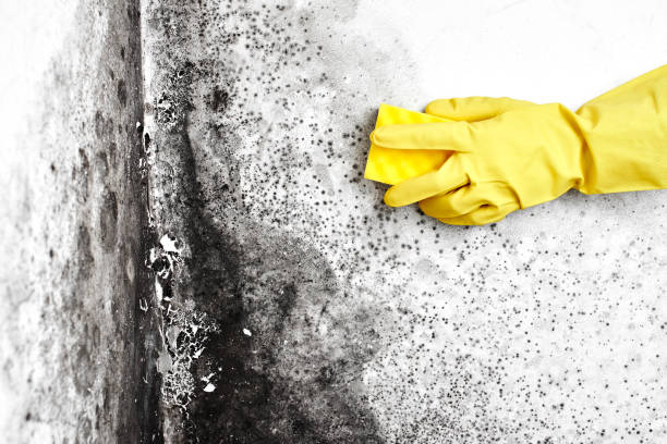 Professional Mold Removal in Elyria, OH