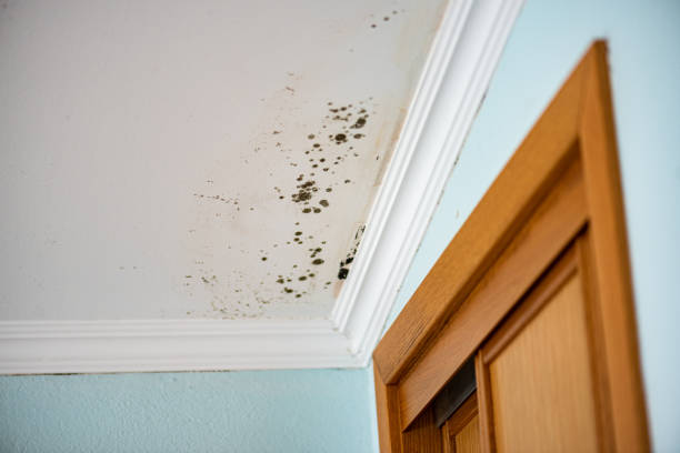 Best Mold Removal Company Near Me  in Elyria, OH