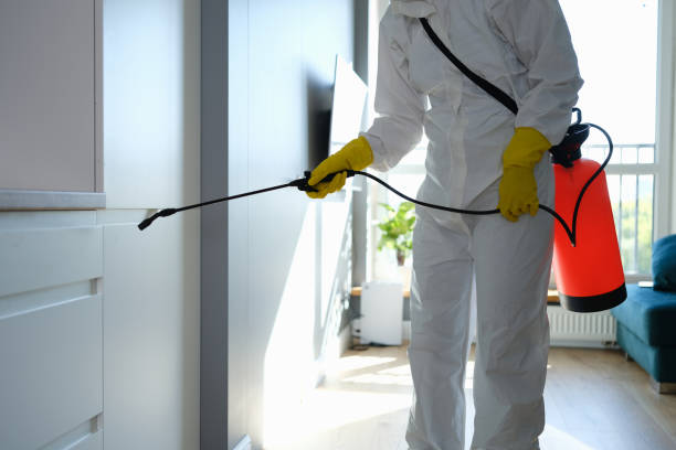 Best Toxic Mold Removal  in Elyria, OH
