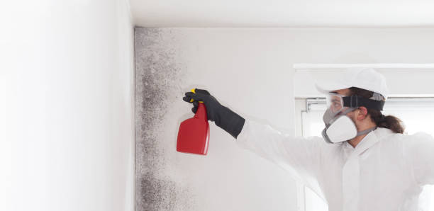 Best Mold Testing  in Elyria, OH