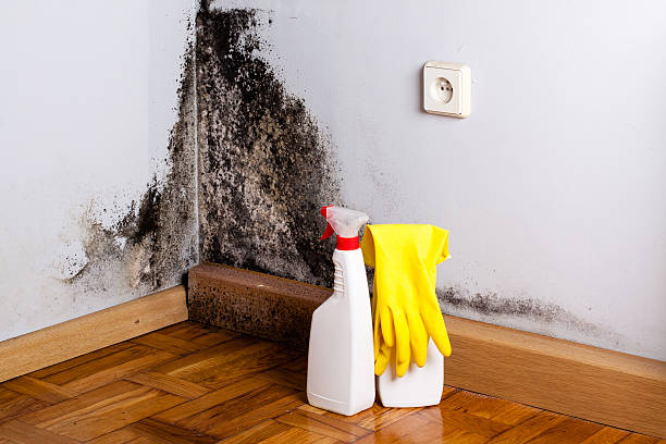 Best Emergency Mold Removal  in Elyria, OH